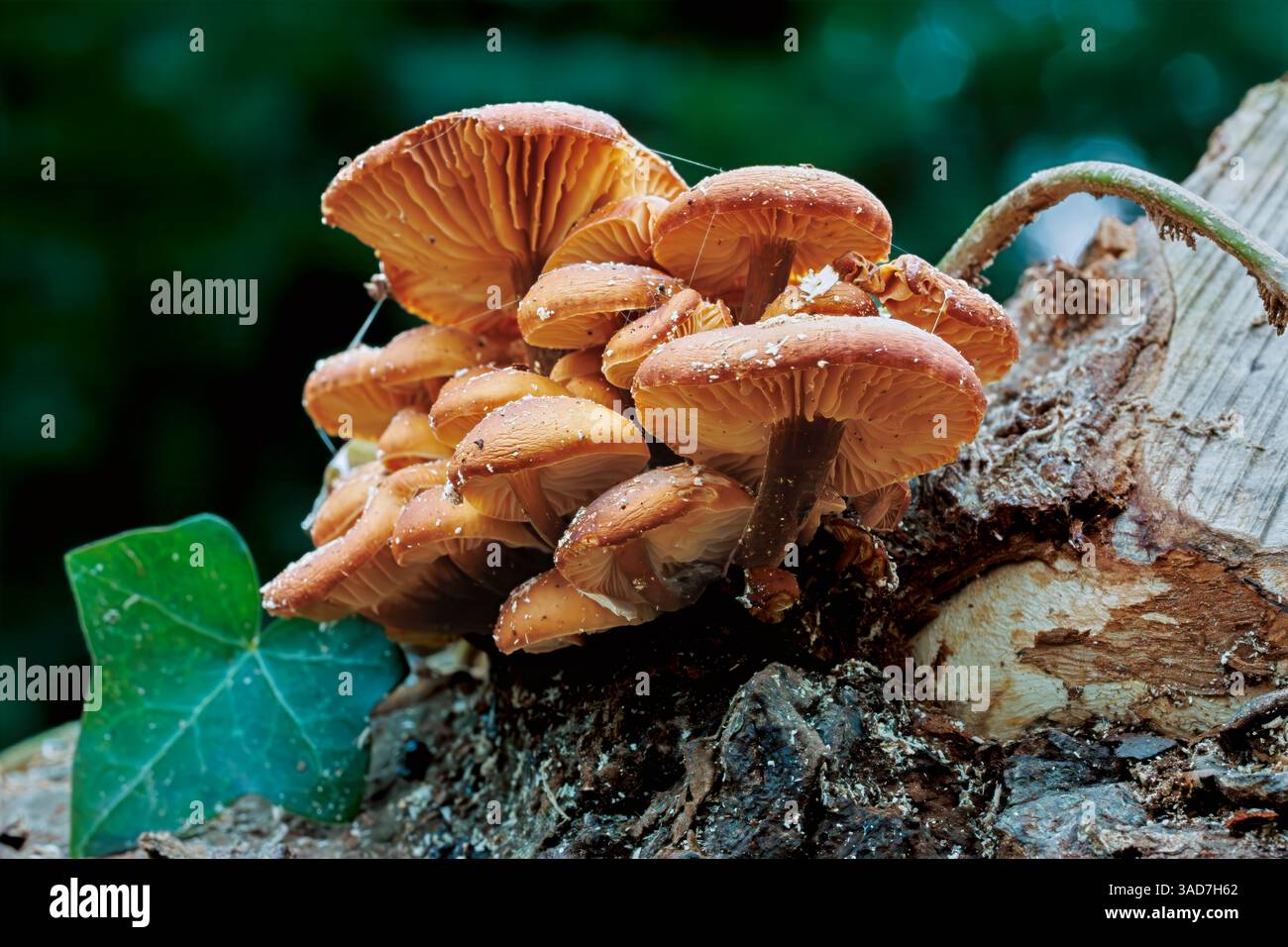 Flammulina velutipes, der Samtfuß Stockfoto