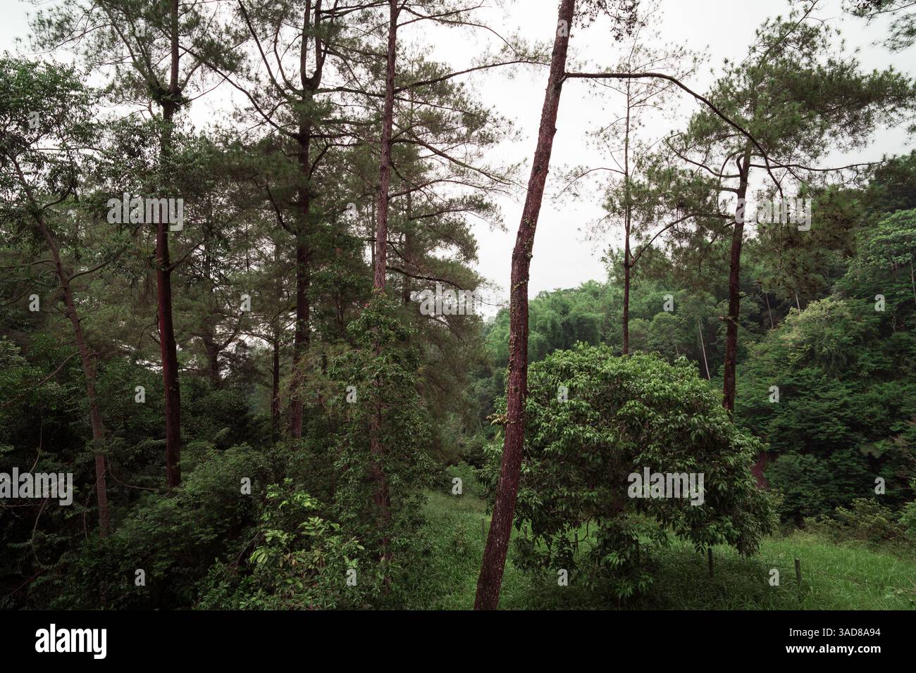 Grüner üppiger Wald, asiatischer Regenwald, Naturhintergrund und Tapete Stockfoto