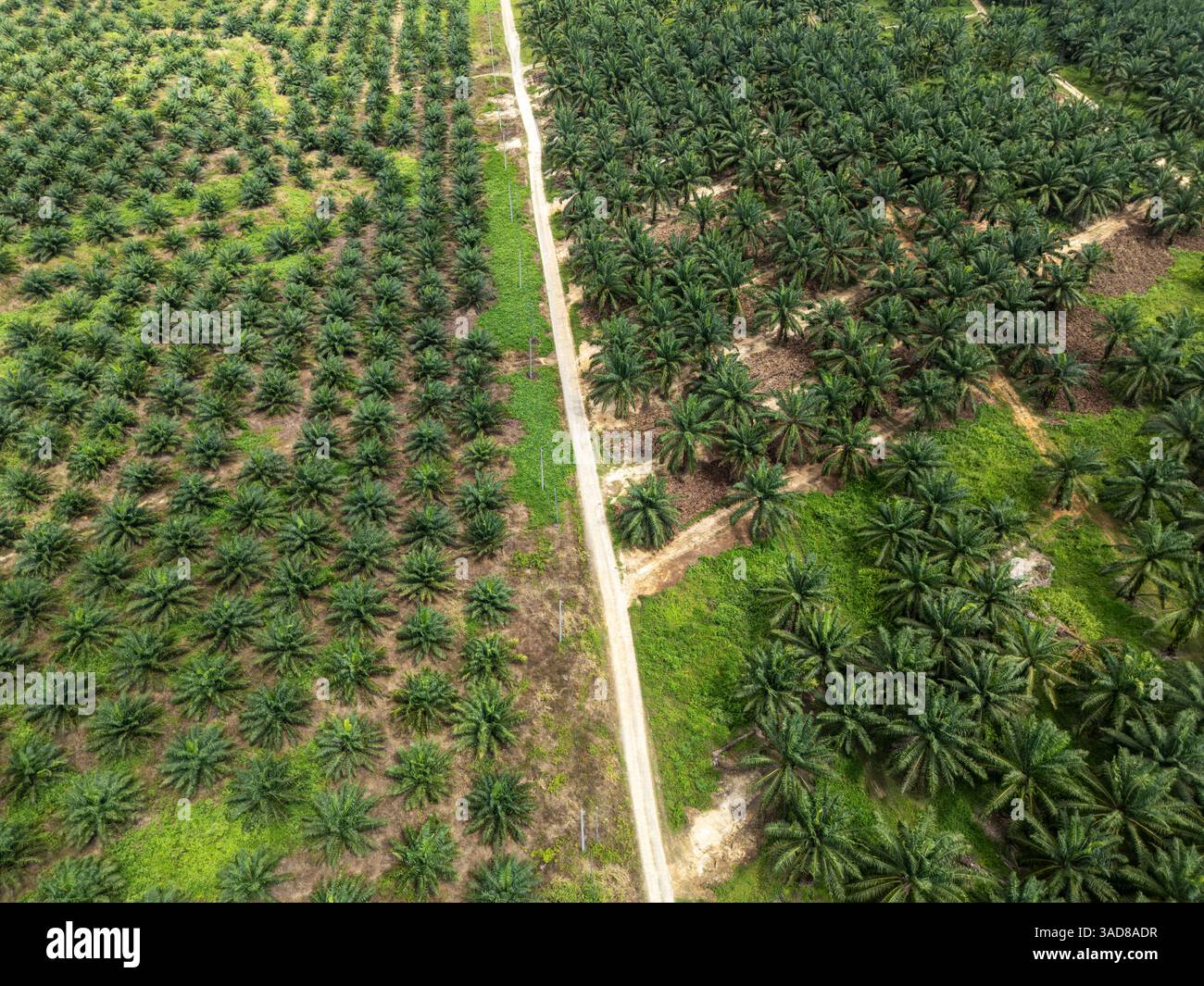 Luftaufnahme der Palmenplantage in Kudat Sabah Borneo Stockfoto