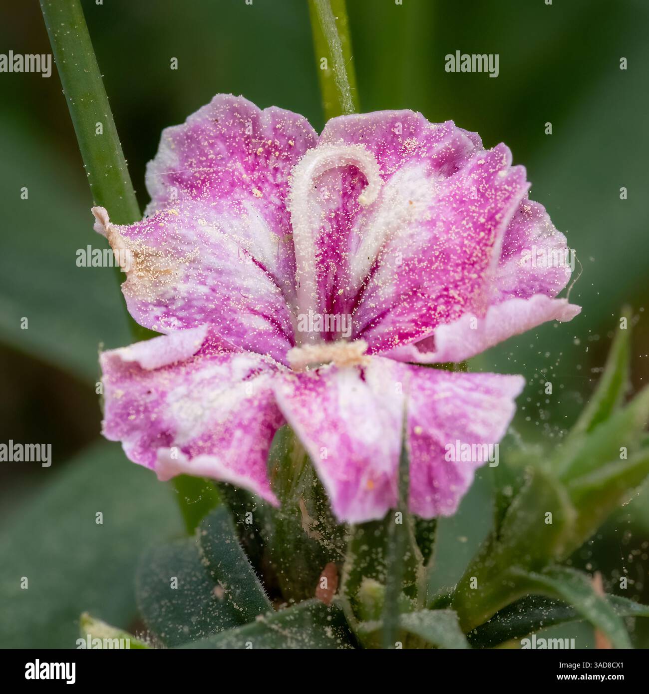 Makrobild einer einzelnen rosafarbenen Blume, die mit Pollen bedeckt ist, mit sichtbaren Fortpflanzungsstrukturen und pudriger Oberflächenstruktur umgeben von grünen Blättern. Stockfoto