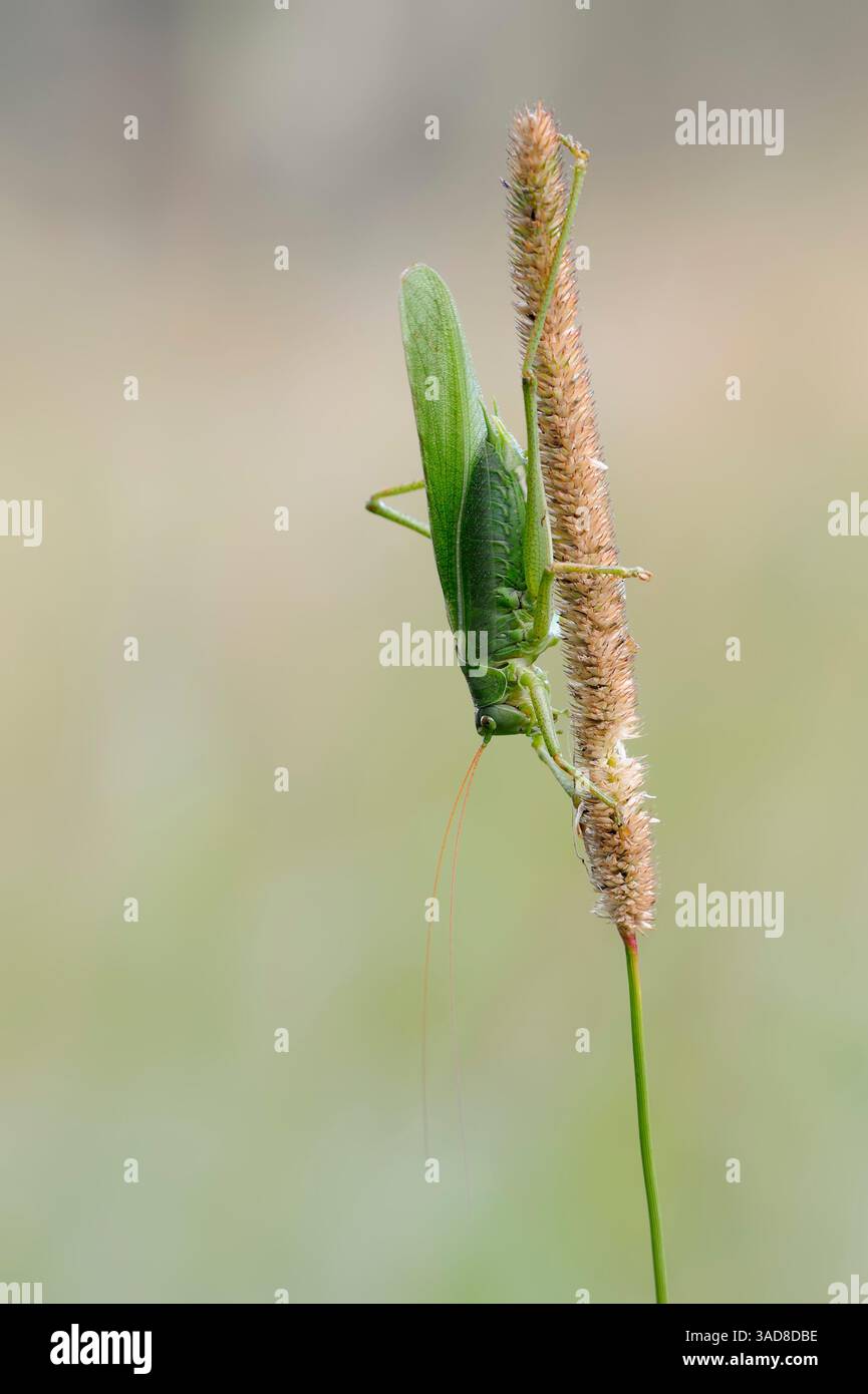 Große grüne Buschgrille (Tettigonia viridissima), männlich, Deutschland | grünes Heupferd (Tettigonia viridissima), Männchen, Deutschland Stockfoto