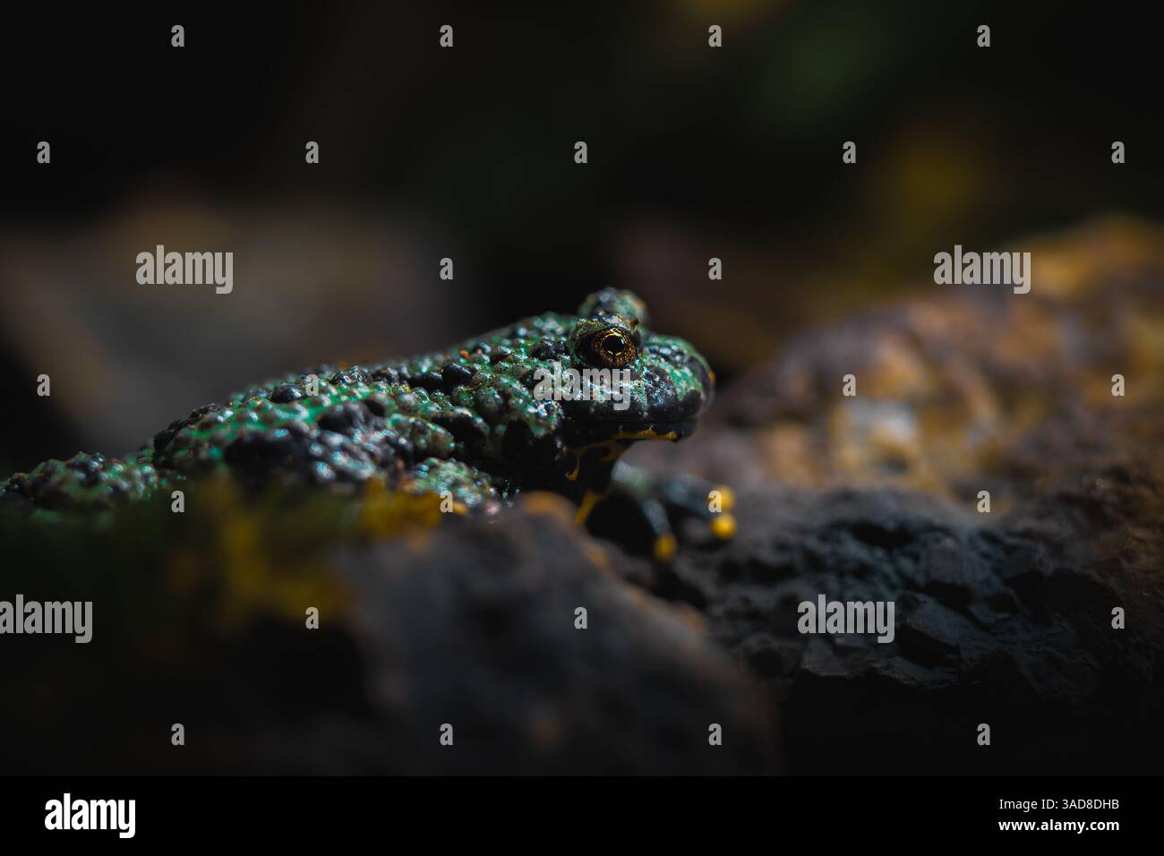 Farbenfroher moosiger Frosch auf schwarzem Felsen mit lebendiger Textur und Camo-Hautdetails Stockfoto