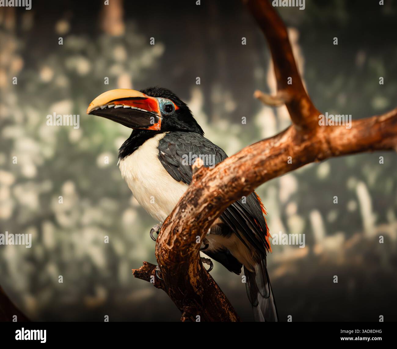 Bärtiger Barbet auf einem Zweig mit großem orangefarbenen Schnabel in weichem, diffusem Licht Stockfoto