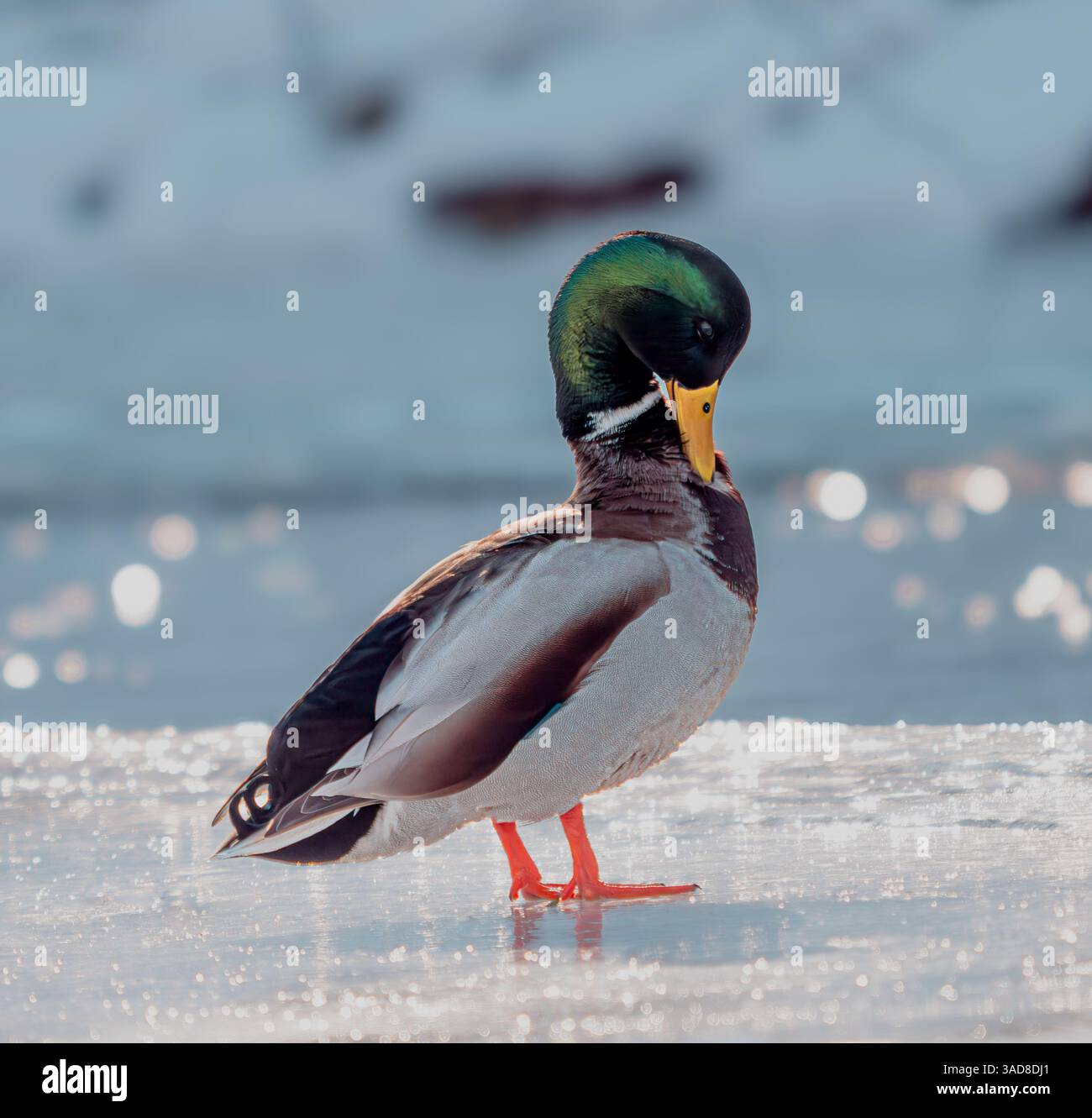 Stockenten laufen auf schneebedeckter Oberfläche mit farbenfrohem Kopf und orangen Beinen Stockfoto