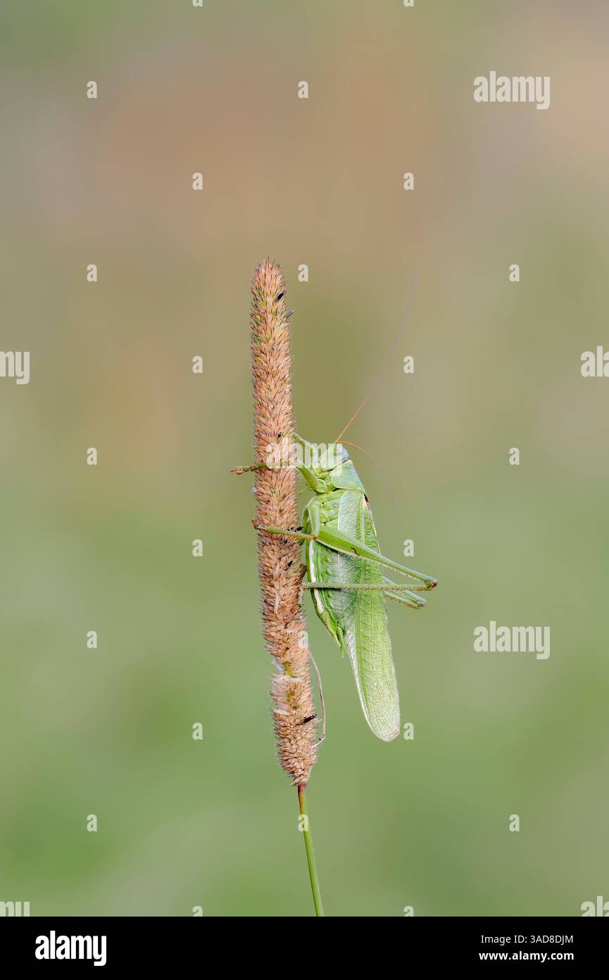 Große grüne Buschgrille (Tettigonia viridissima), männlich, Deutschland | grünes Heupferd (Tettigonia viridissima), Männchen, Deutschland Stockfoto