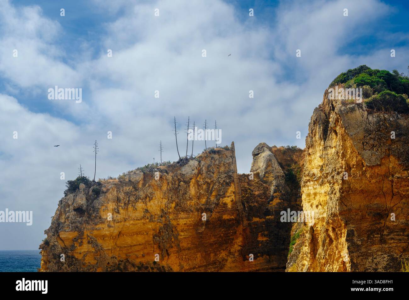 Bäume wachsen auf den goldgelben Miozän-Kalksteinklippen über dem Strand Praia Dona Ana, Lagos, der algarve, Portugal Stockfoto