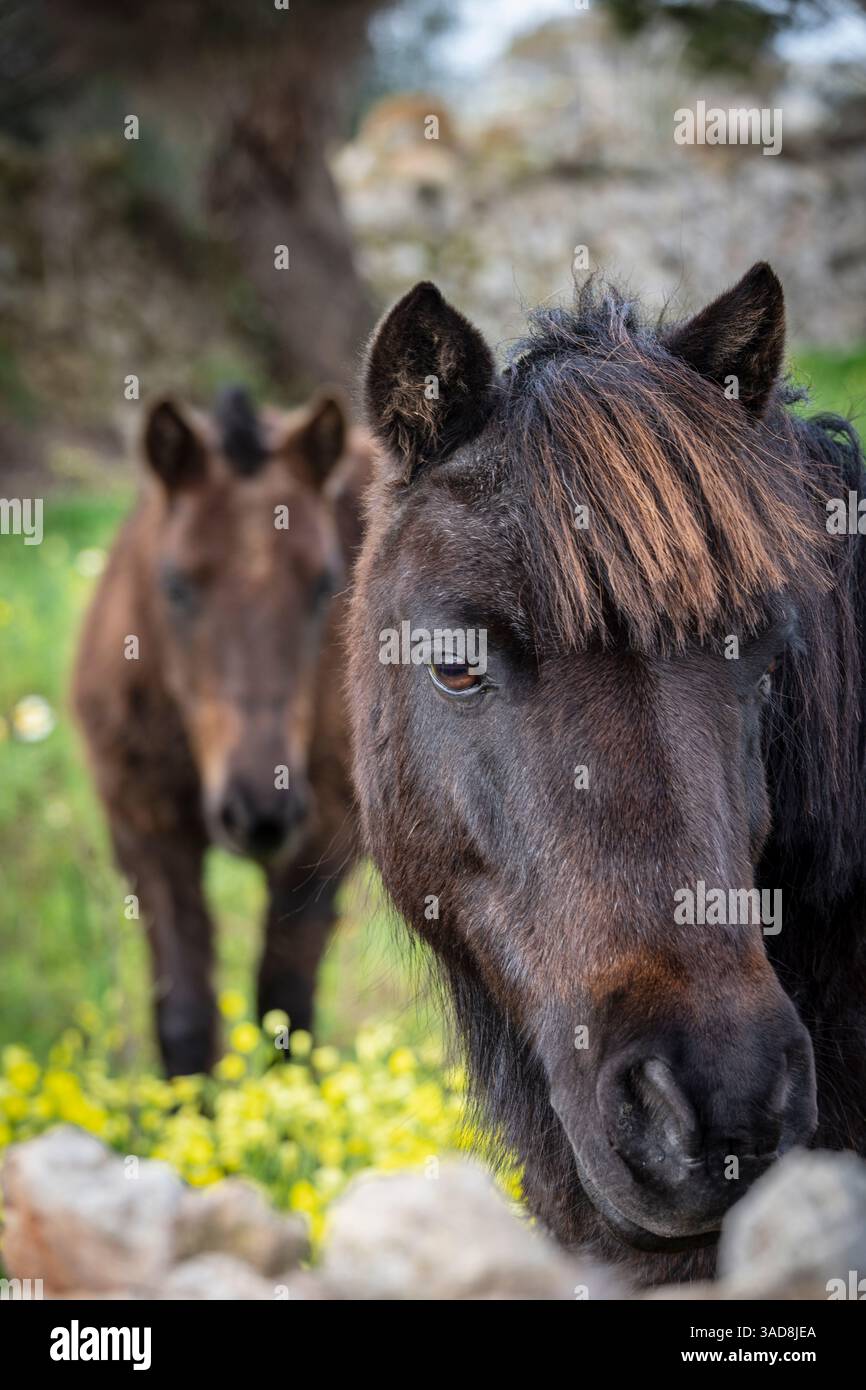 Pferd hinter einem Steinzaun, Puig de Son Talent, Manacor, Mallorca, Balearen, Spanien Stockfoto