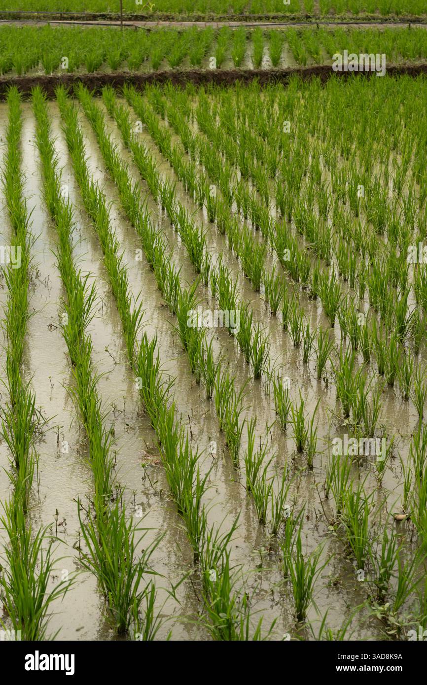 Reisfeld. Grünes Reisfeld auf dem Feld bereit für die Ernte. Reisfeld für Reisfelder. Riesige Reisfelder auf dem Land Stockfoto