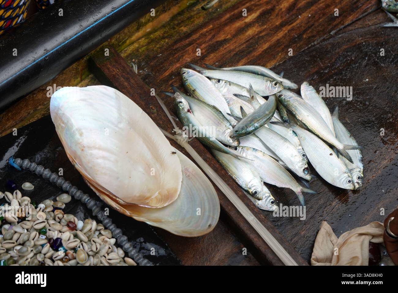 Fische, Cowrie und Muscheln, die am Puri-Strand gesammelt werden Stockfoto