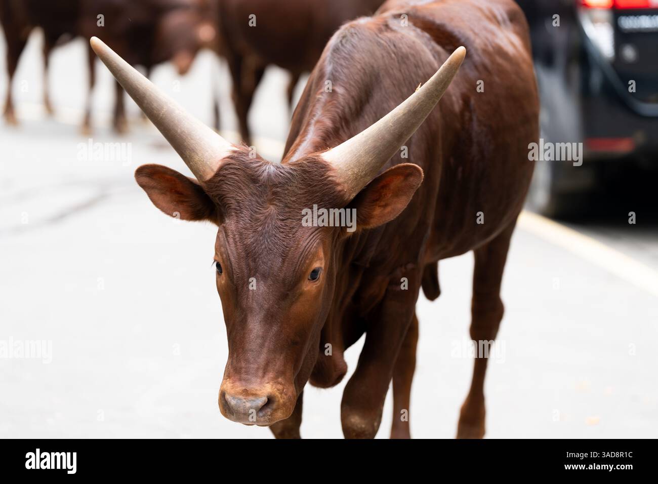 Eine majestätische Ankole Watusi Kuh mit massiven Hörnern, die auf einem Bürgersteig in einem Zoobereich steht. Stockfoto