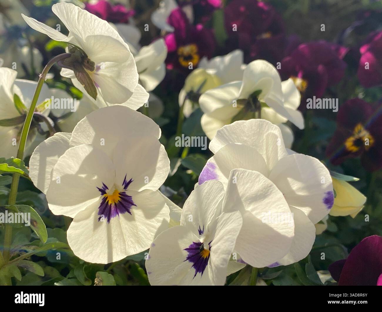 Stiefmütterchen in verschiedenen Farben, Frühlingsblumen, lila weiß, gelbe Stiefmütterchen Stockfoto