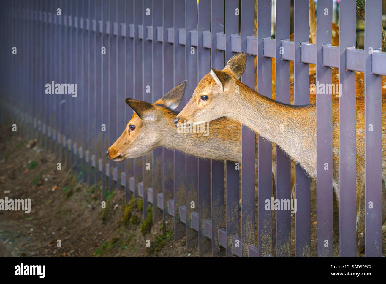 Nara, Japan - 26. September 2024, Nahaufnahme von zwei Hirschen, die hinter einem Zaun herausragen und ihren Hals ausstrecken, ohne Menschen, tagsüber, Nara, ja Stockfoto
