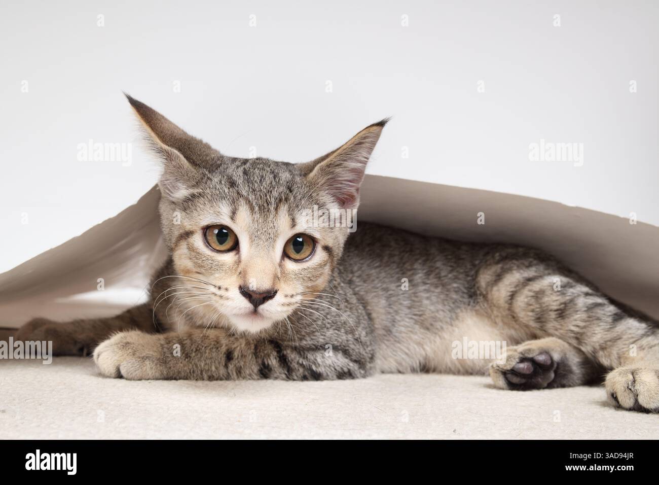 Schüchterne Katze, die sich unter Papier versteckt und in die Kamera schaut. Niedliche Katze, die mit Papier spielt oder unter Papier liegt. Verspielt, schüchtern oder ängstlich. 3 Monate alt, Tic Stockfoto