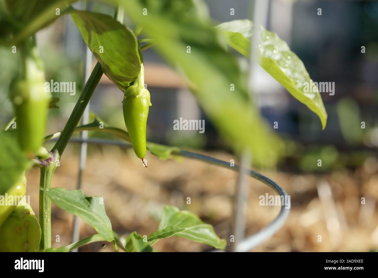 Kleine Bananenpfeffer, die auf Pflanzen im Garten wachsen. Heiße Chili-Pfefferpflanze mit Metallmessgerät und Strohmulch. Milde und würzige Chili-Paprika. Bananenchilis Stockfoto