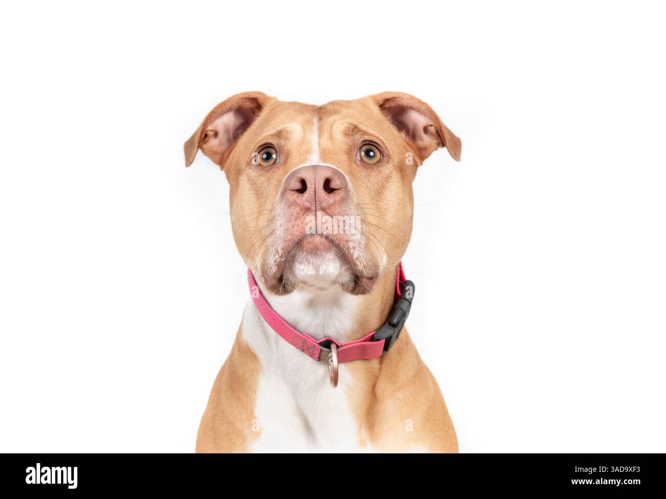 Großer Hund mit intensivem Fokus auf etwas. Kopfschuss eines Pitbull-Mischhundes, der auf Futter oder Spielzeug wartet. Ernsthaftes oder fokussiertes Anstarren. 2 Jahre alte Boxer Pi Stockfoto