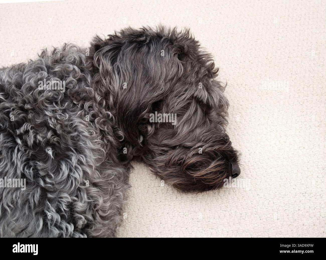 Entspannter großer Hund, der auf Teppich schläft. Grauer flauschiger Hund, der mit geschlossenen Augen auf der Seite liegt. Nahaufnahme des Kopfes. Erschöpfte oder müde Körpersprache. L-Buchse Stockfoto