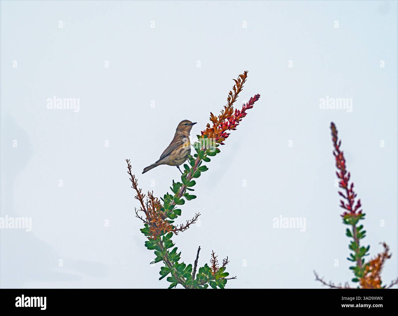 Gelber Rumpler auf einem Ocotillo in Bloom im Anza Borrego State Park in Kalifornien Stockfoto