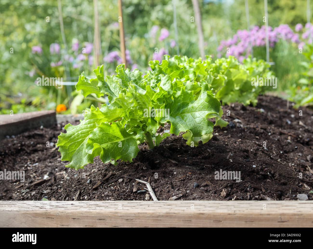 Salatpflanzen im Gartenbeet mit defokussiertem Blumenhintergrund. Wunderschöne grüne, gewellte Salatköpfe, die in Reihen in einem erhöhten Gartenbeet wachsen. Grünes Blatt Let Stockfoto