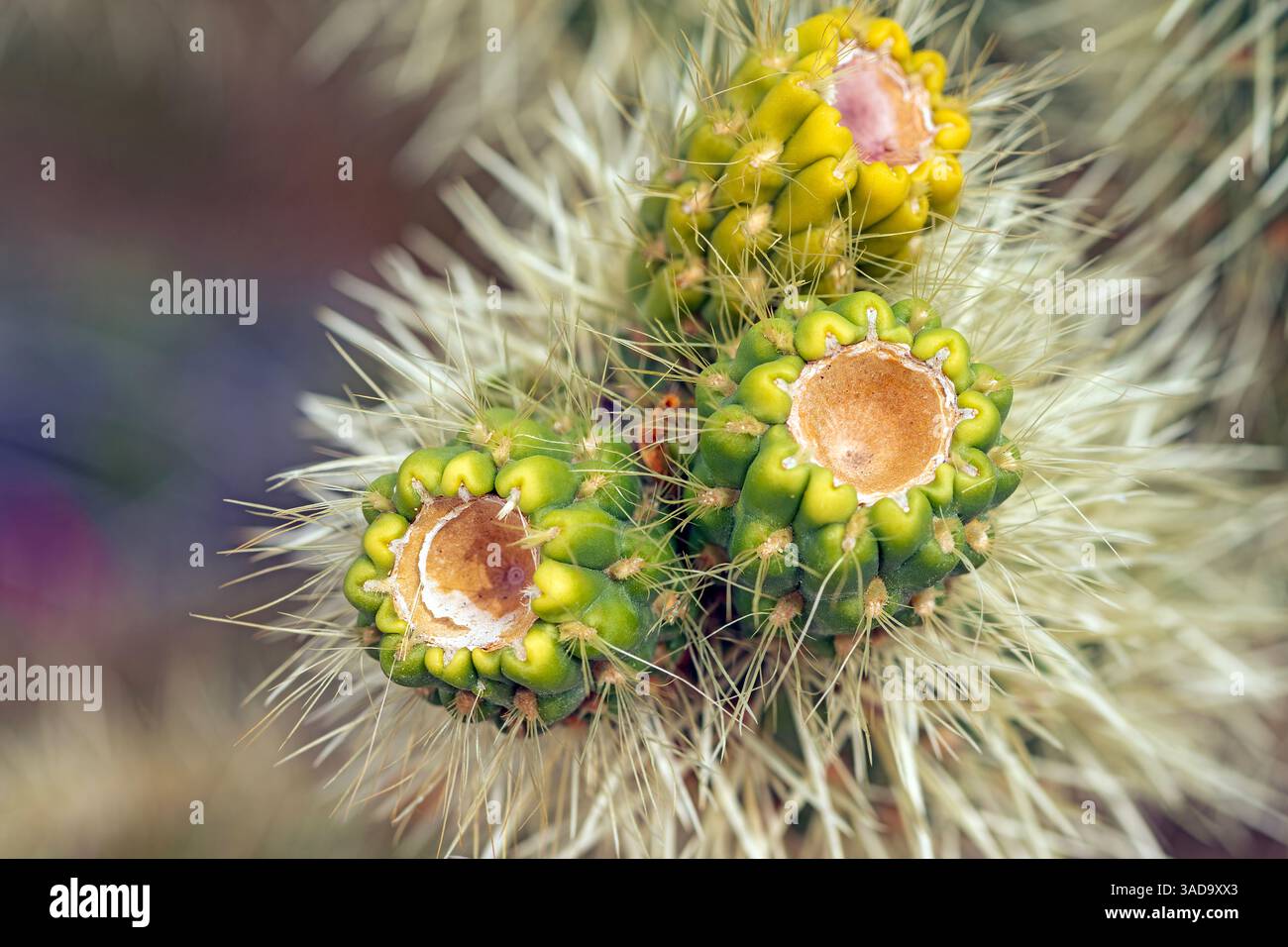 Cholla Fruit im Frühling im Anza Borrego State Park in Kalifornien Stockfoto
