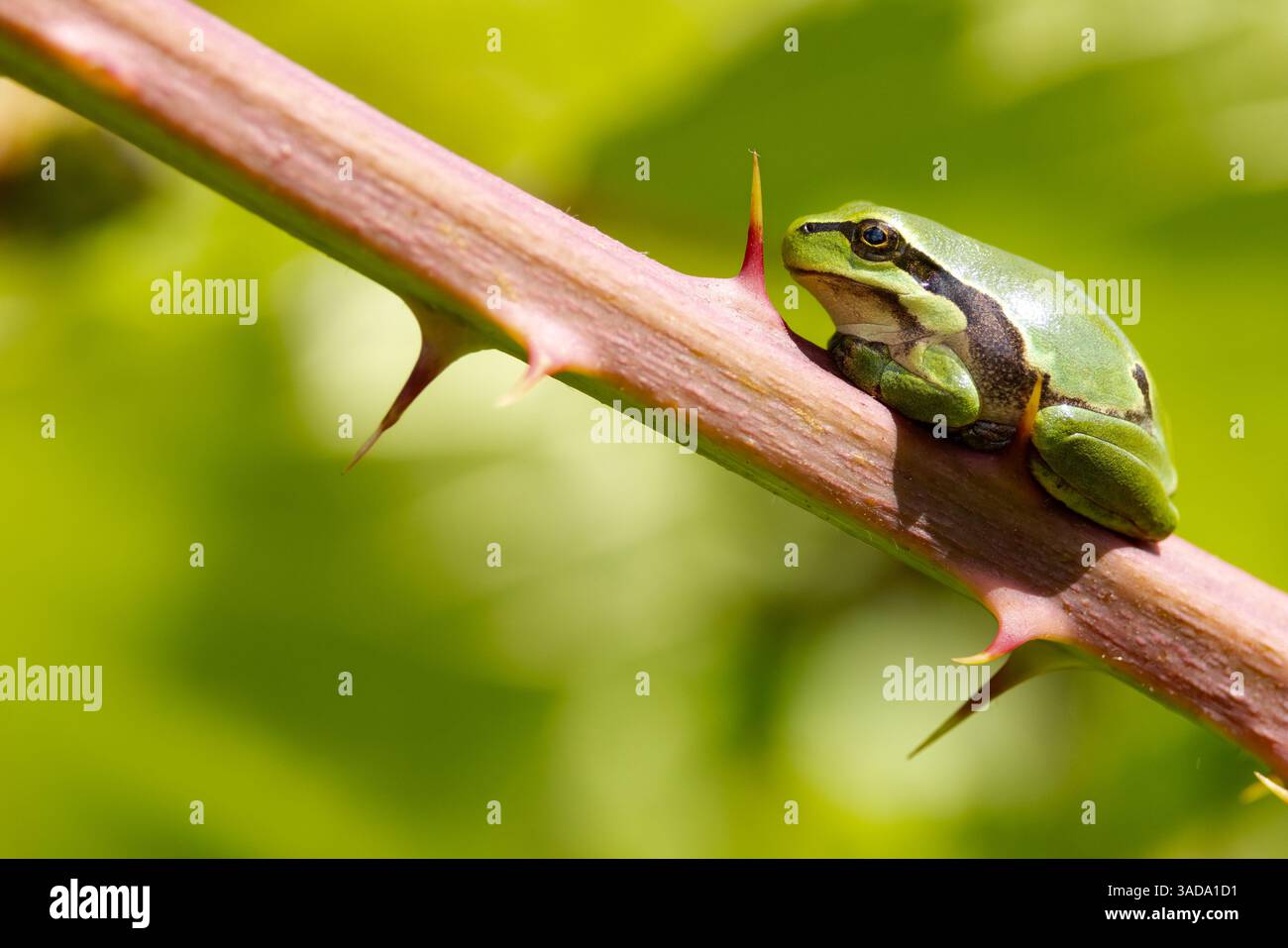 Europäischer Baumfrosch sitzt auf Brombeerstiel zwischen Dornen, Holland. Stockfoto