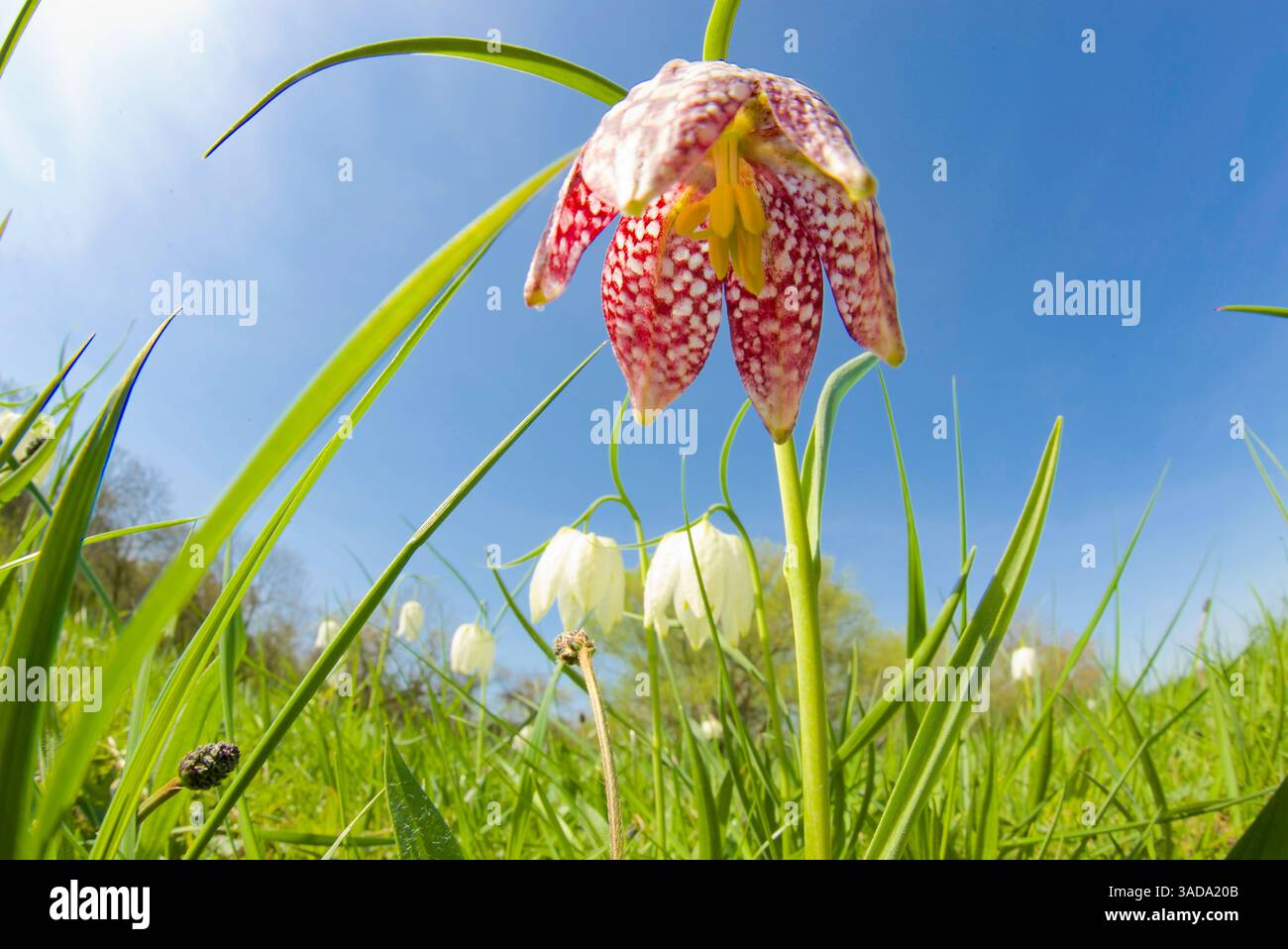 „Wild“ Snakes Head Fritillary auf einer Aue in Herefordshire, England, Großbritannien. Stockfoto