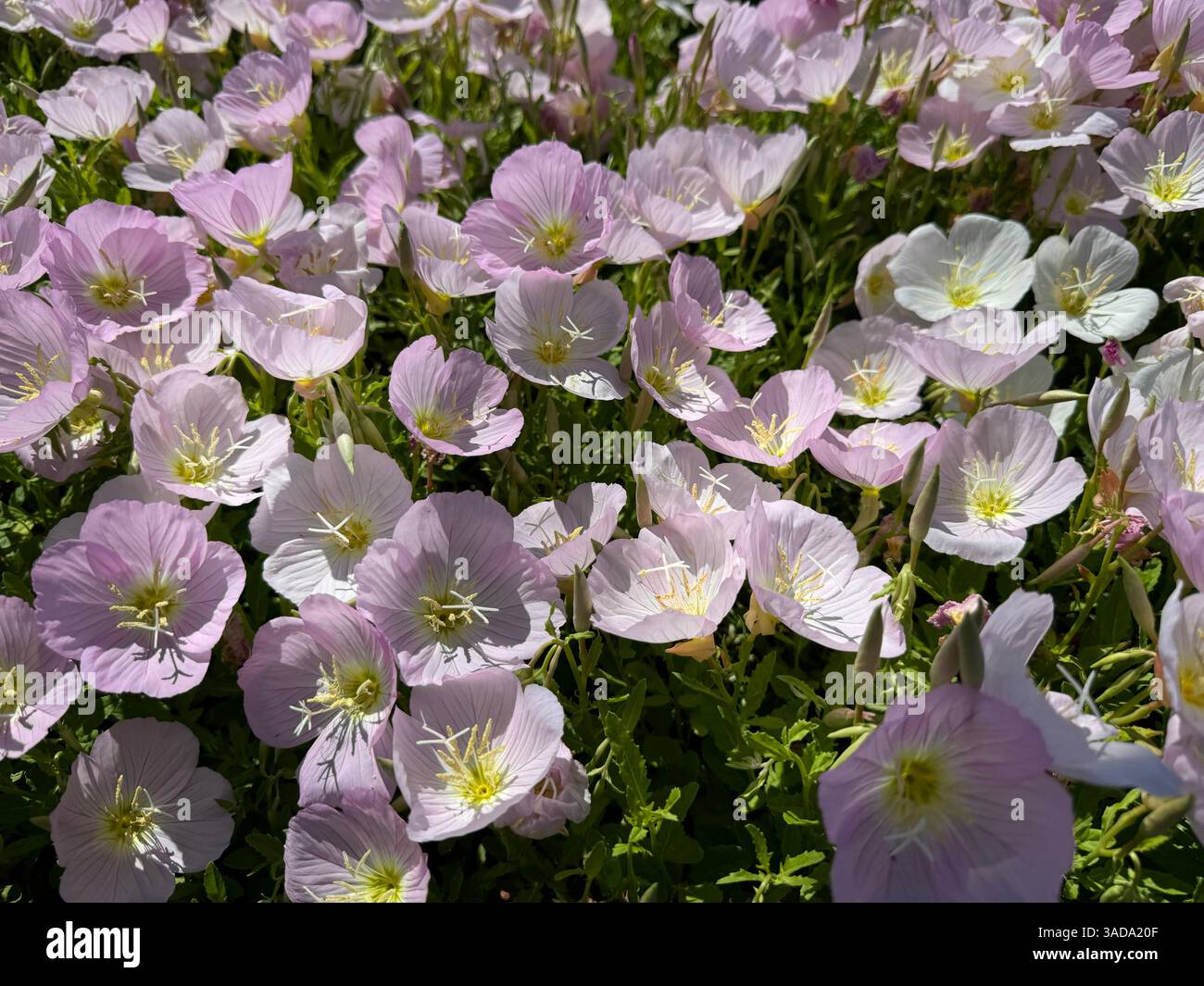 Oenothera speciosa. Zahlreiche blasslilafarbene Nachtkerzenblumen bedecken den Boden Stockfoto