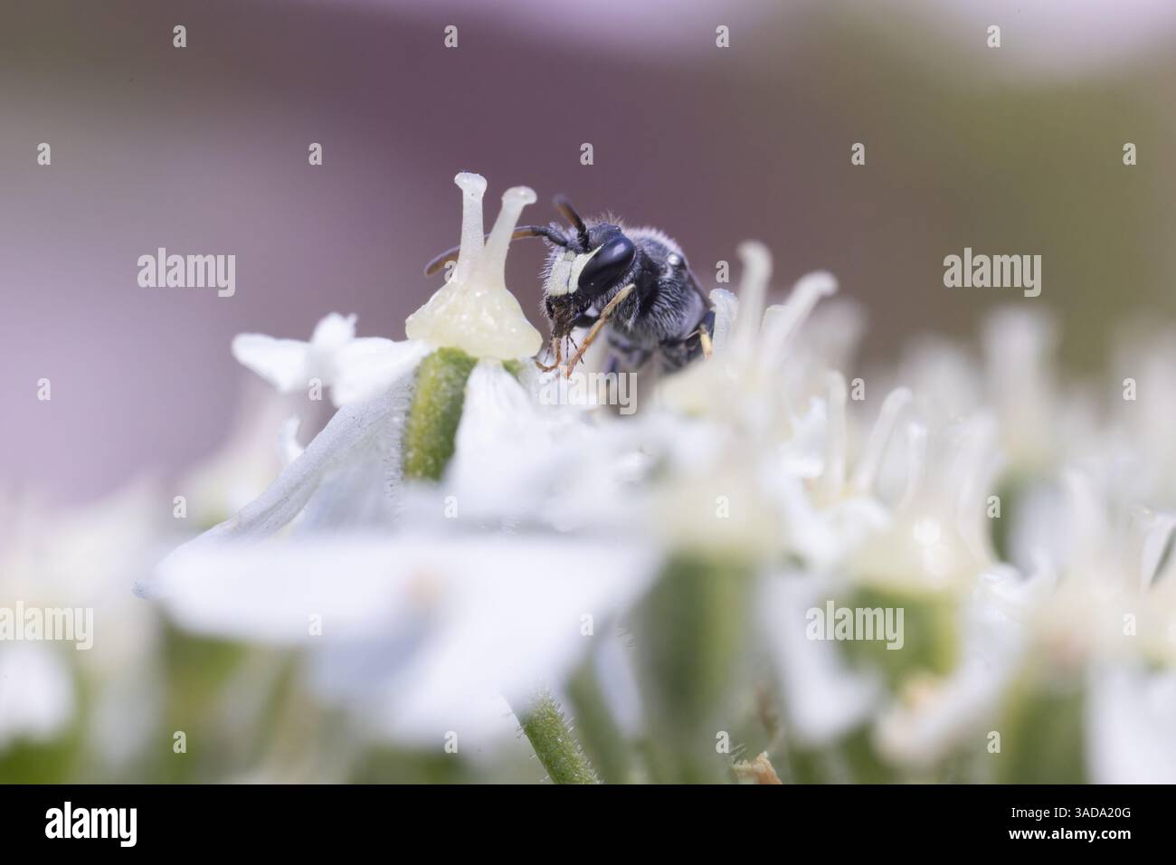Eine winzige männliche Hairy Yellow-face Bee, die auf einer Hogweed-Blume in einem Kent-Garten sitzt. Eine von vielen unscheinbaren Einzelbienen, die Schlüsselbestäuber sind. Stockfoto