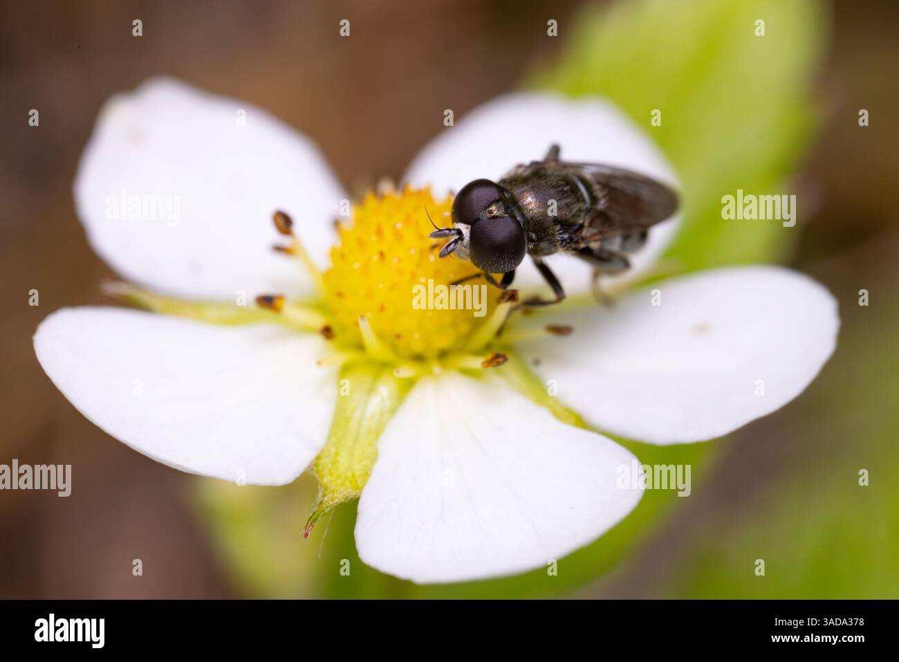 Wilde Erdbeerbestäubung durch einen winzigen Pygmy Hoverfly in einem Garten in Kent, Großbritannien Stockfoto