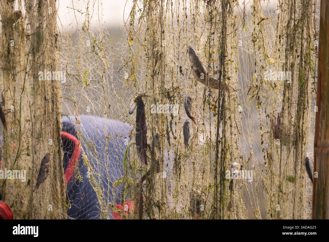 Fische, die sich in Stromnetzen verfangen haben, nachdem sie von Chalan Beel in Chatmohar, Pabna, Bangladesch gefangen wurden. Der Beel ist bekannt für seinen reichen Süßwasser-Biodiver Stockfoto