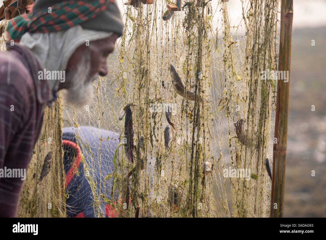 Fische, die sich in Stromnetzen verfangen haben, nachdem sie von Chalan Beel in Chatmohar, Pabna, Bangladesch gefangen wurden. Der Beel ist bekannt für seinen reichen Süßwasser-Biodiver Stockfoto