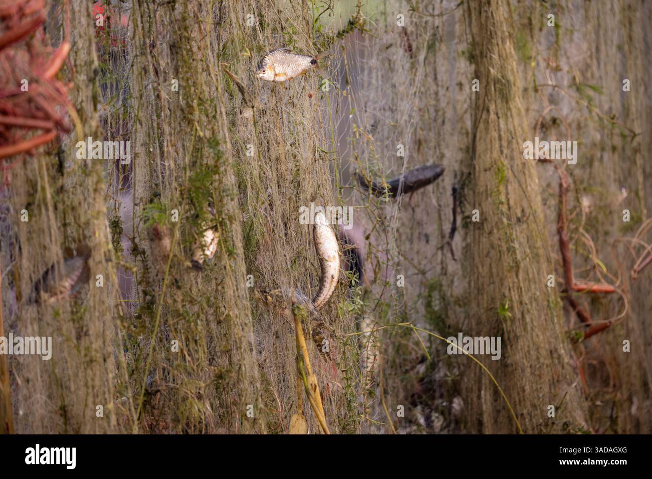 Fische, die sich in Stromnetzen verfangen haben, nachdem sie von Chalan Beel in Chatmohar, Pabna, Bangladesch gefangen wurden. Der Beel ist bekannt für seinen reichen Süßwasser-Biodiver Stockfoto