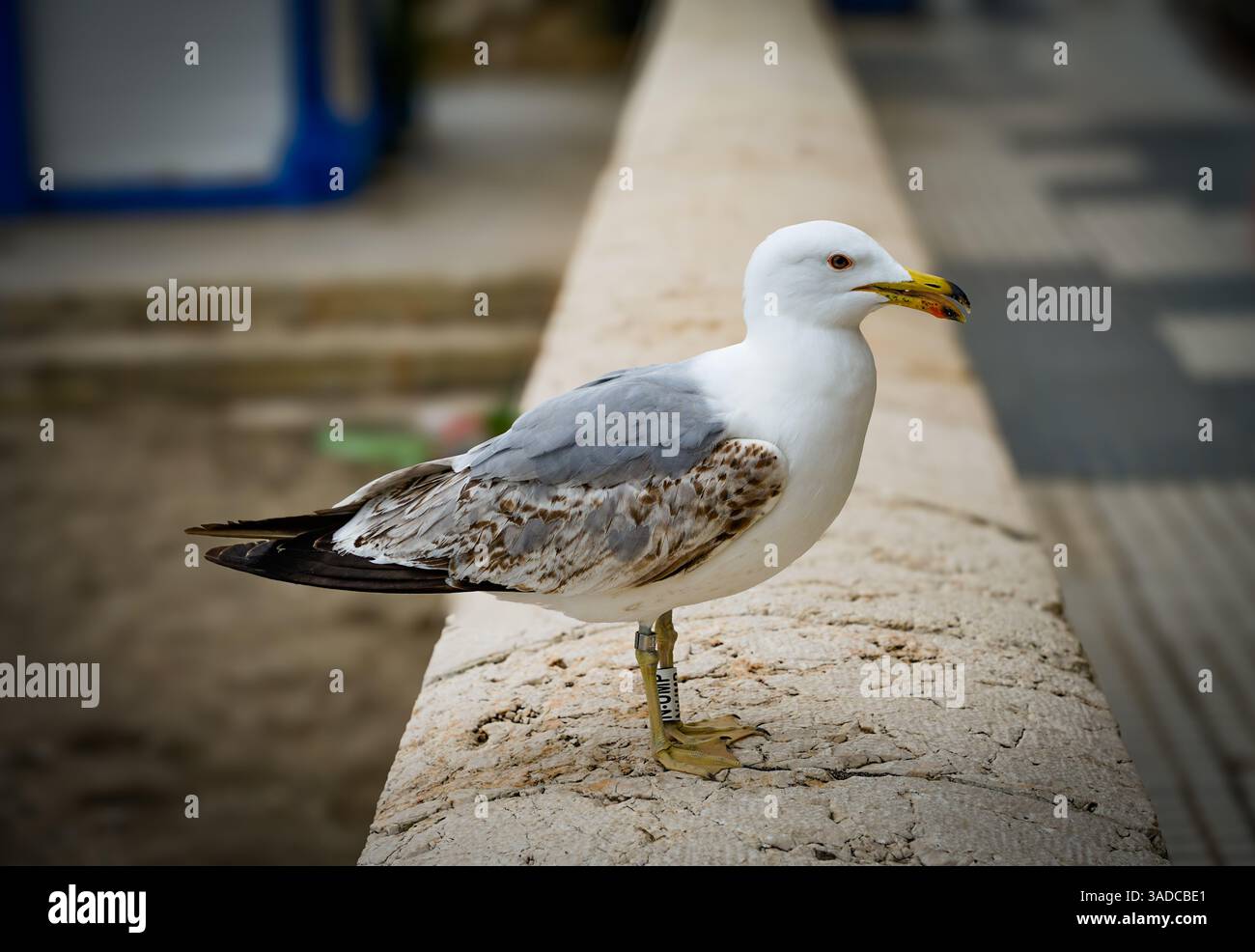 Malaga, Andalusien, Costa de Sol, Spanien. Möwen an der Promenade von Malagueta Beach. März 2025 Stockfoto