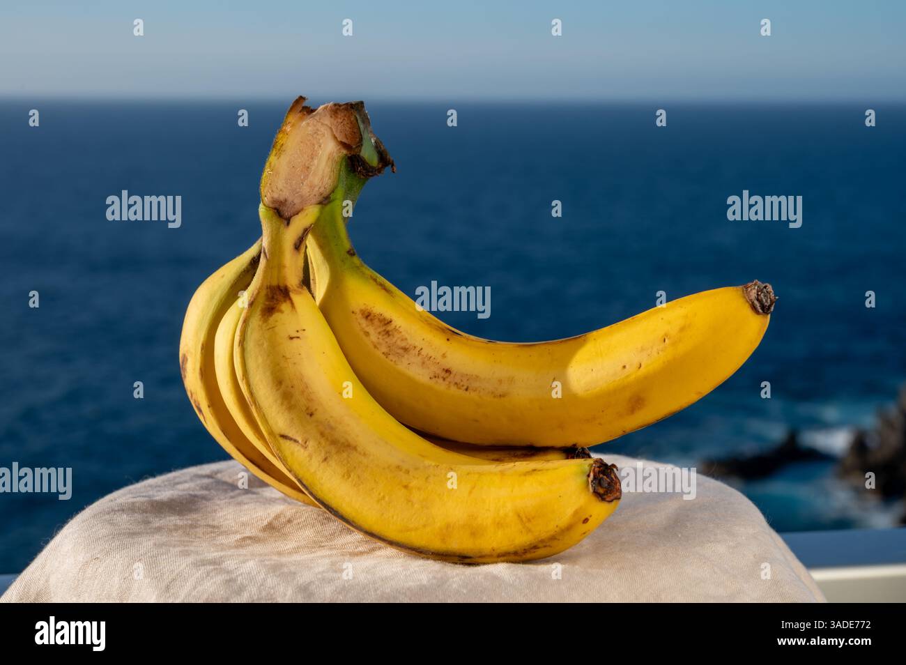 Frische reife organische tropische Früchte kanarische Bananen und blauer Atlantik im Hintergrund, Teneriffa, Kanarische Inseln, Spanien, lokale Lebensmittel und Produkte Stockfoto