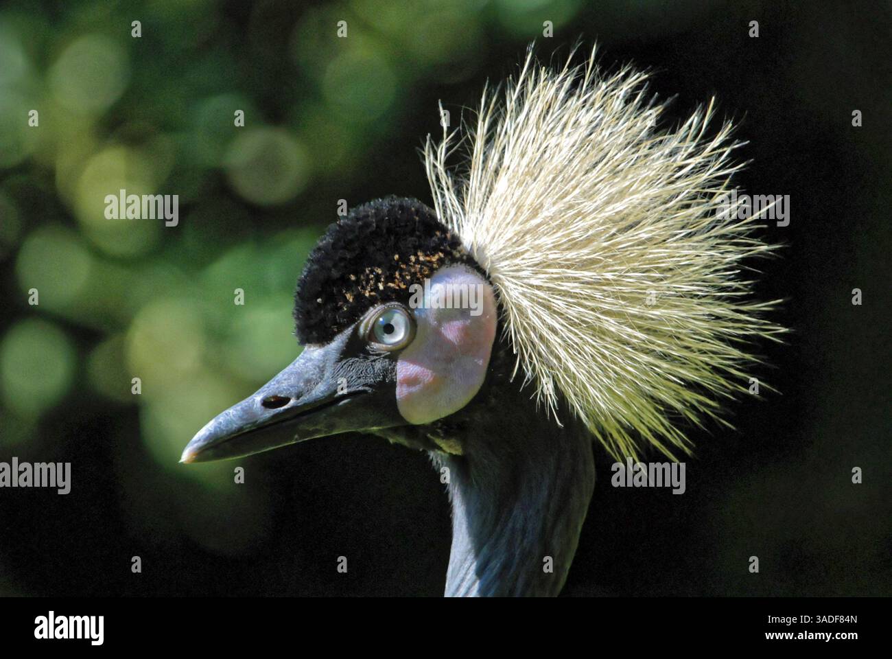 Schwarz gekrönter Kran, Balearica regulorum, Portrait, Ein Kran mit auffälligem Federwappen vor dunklem Hintergrund, Berlin, Deutschland, Europa Stockfoto