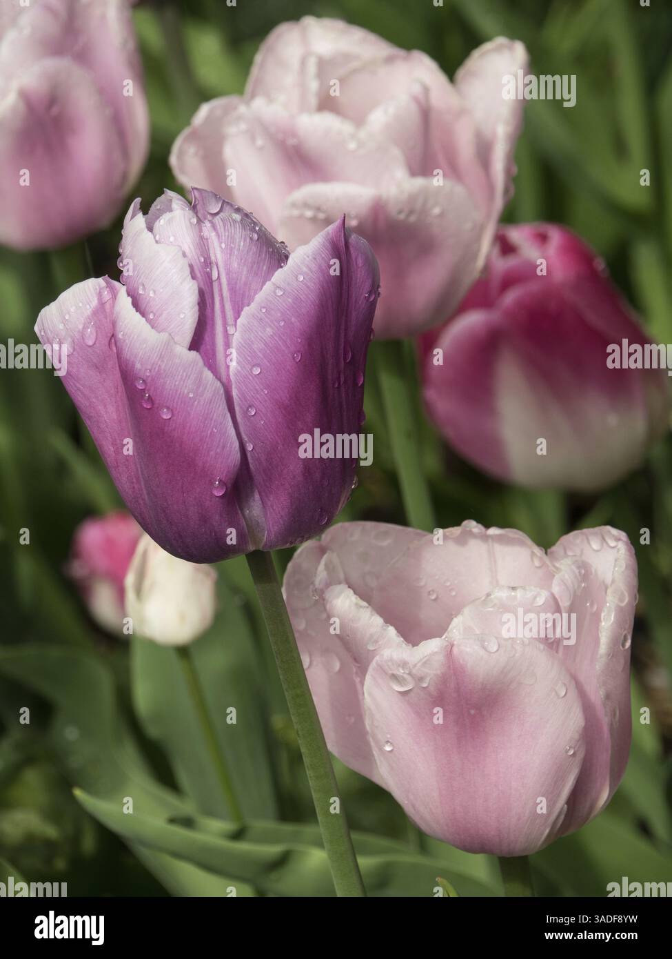 Gruppe von rosa Tulpen mit Wassertropfen im Blumenfeld, Oslo, Norwegen, Europa Stockfoto