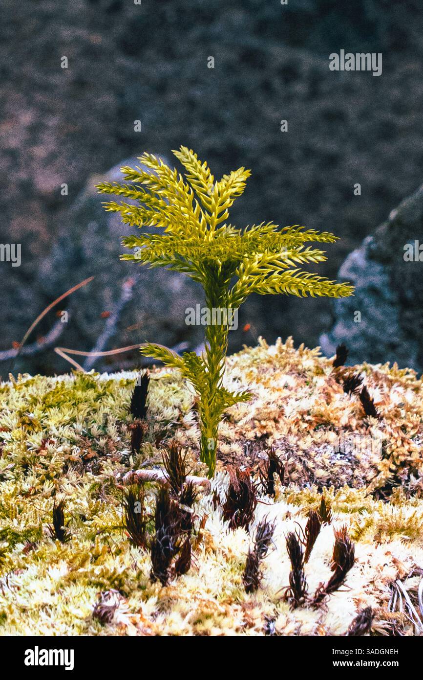 Nahaufnahme Farn und Moos Herbstgefühl Stockfoto