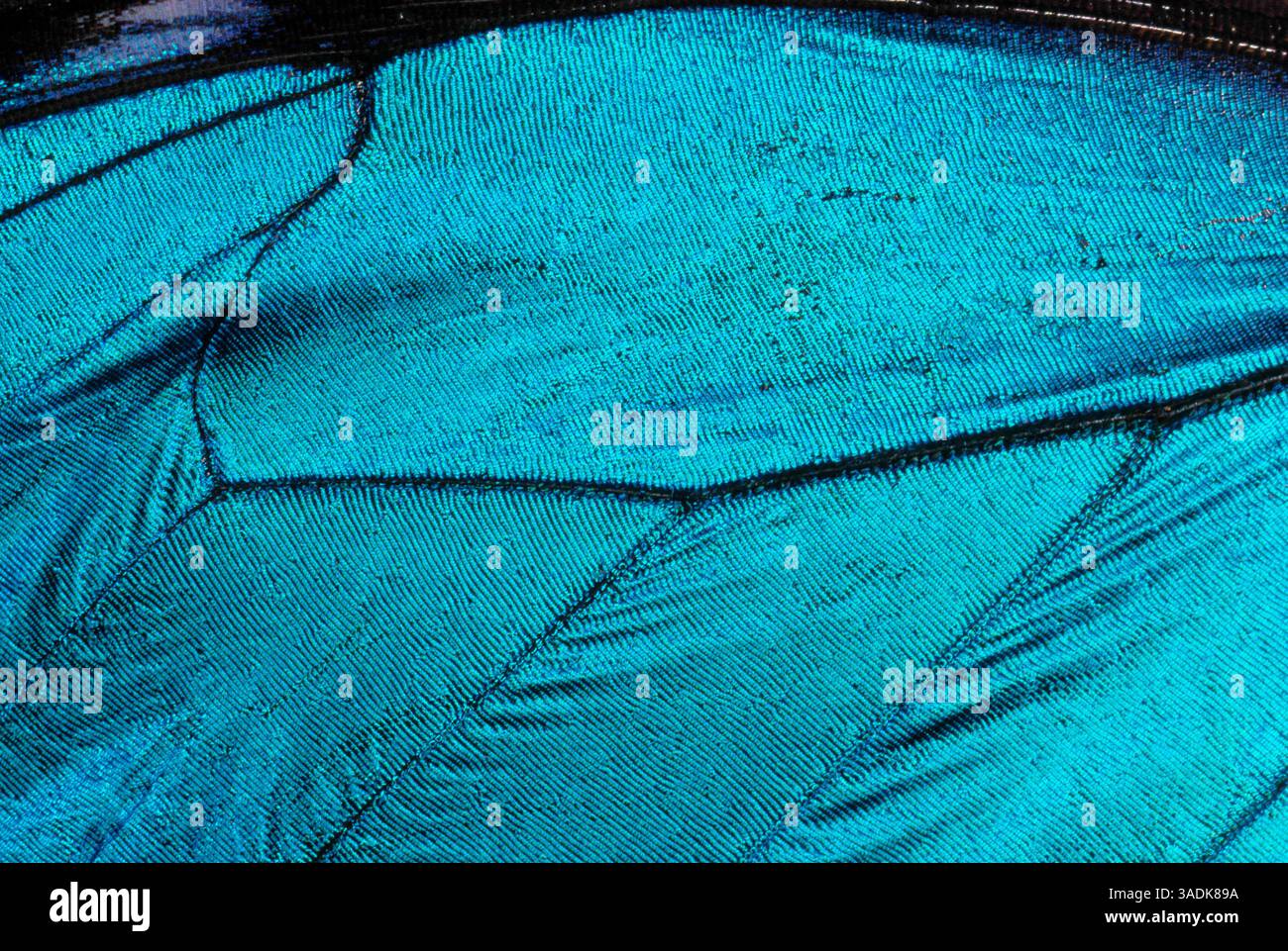 MORPHO SCHMETTERLING männlich Morpho didius Wing Scale Beugungsfarben Venezuela, Südamerika (Bild: Evolve/Photoshot/ZUMAPRESS.com) Stockfoto
