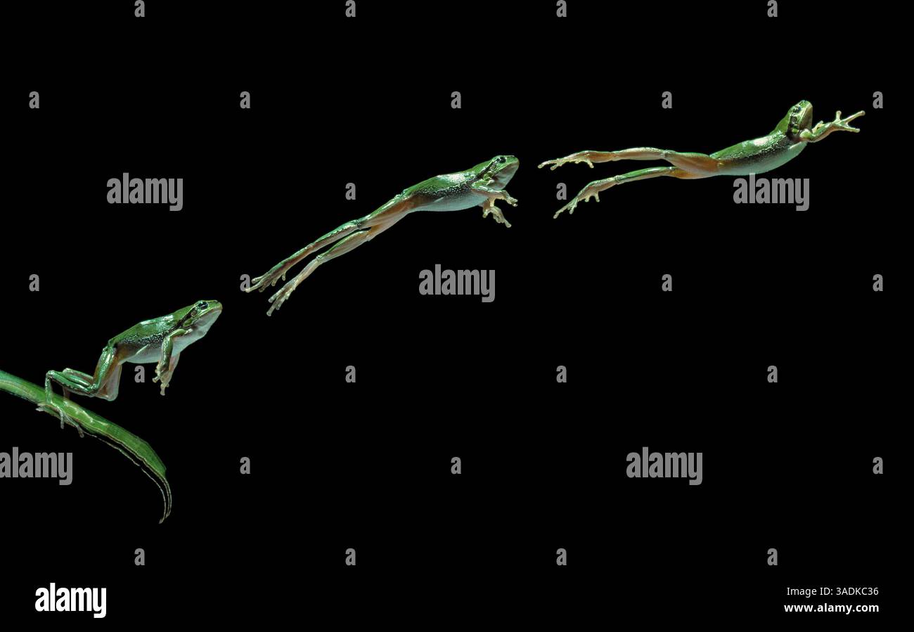 EUROPEAN TREEFROG Hyla arborea Sprung vom Blatt (Multiflash (Bild: Evolve/Photoshot/ZUMAPRESS.com) Stockfoto
