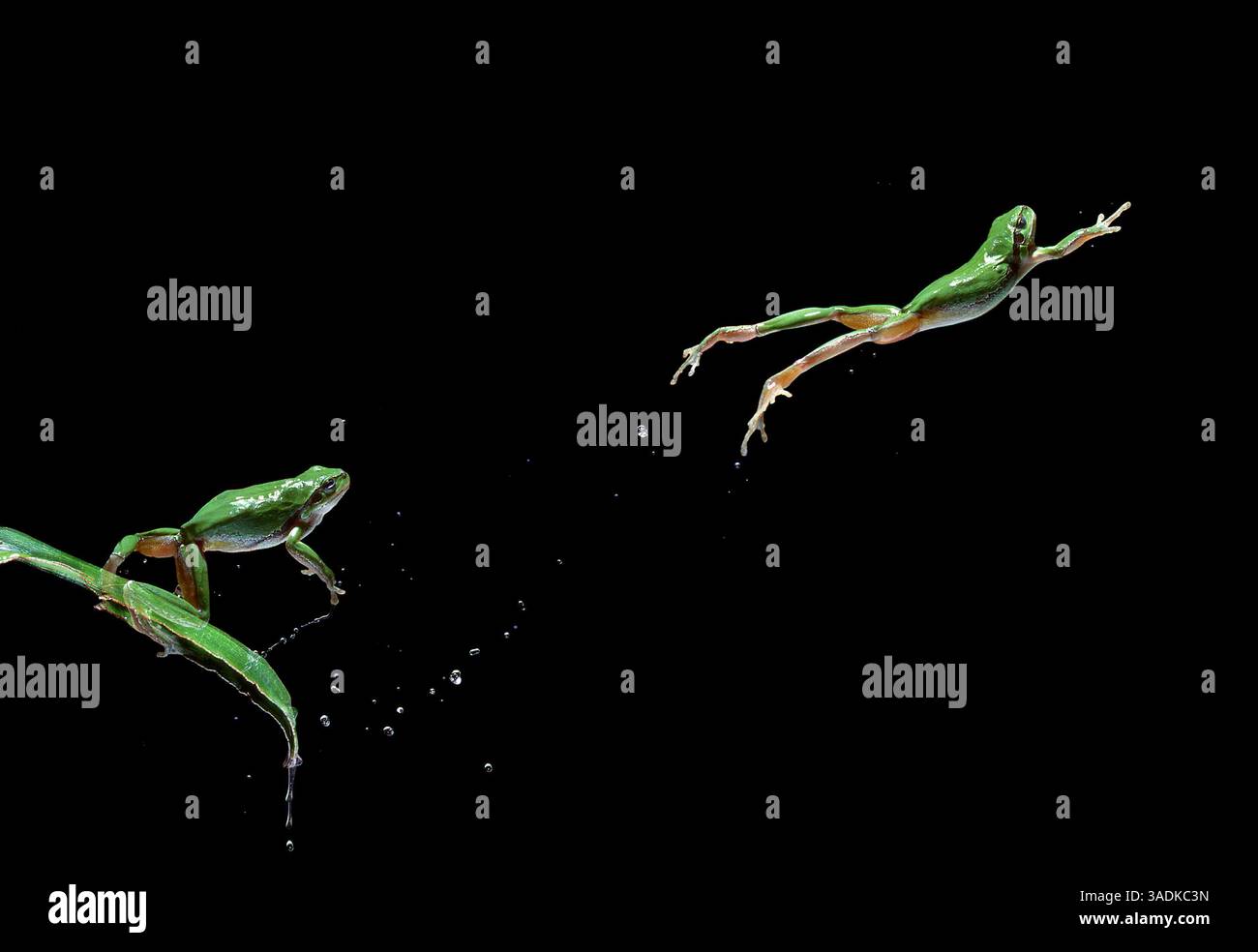 EUROPÄISCHER BAUMFROSCH, der Hyla arborea hüpft (Multiflash, zwei Bilder (Kreditbild: Evolve/Photoshot/ZUMAPRESS.com) Stockfoto