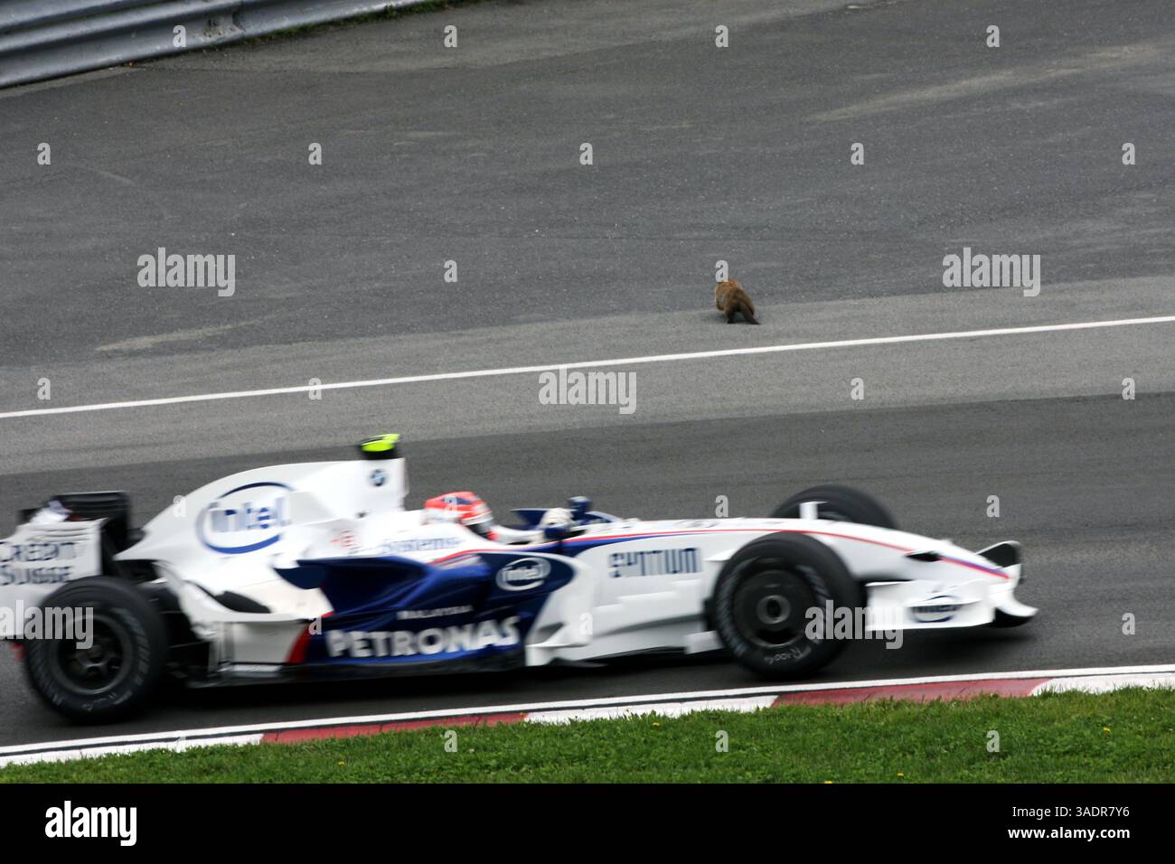 The Marmot macht ein Fluchtangebot als Robert Kubica (Credit Image: Sutton Motorsports/ZUMAPRESS.com) Stockfoto