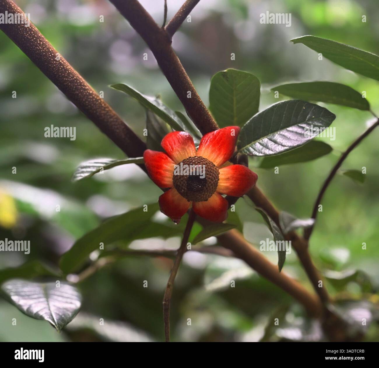 Blume der Uvaria grandiflora, einer Lianenrebe aus Südostasien, die essbare Früchte produziert - Smartphone-aufgenommenes Stockfoto