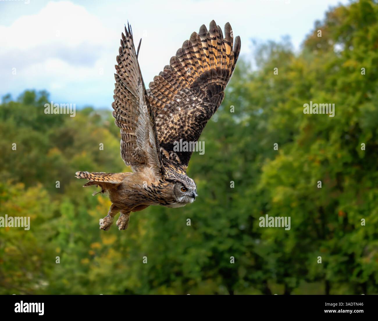 Nahaufnahme einer fliegenden eurasischen Uhu Stockfoto