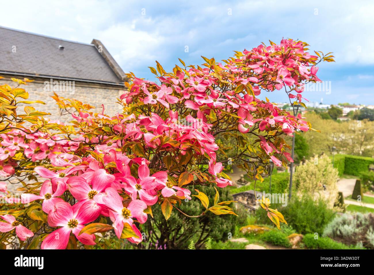 Blühender rosafarbener Dogwood (Cornus florida) im Jardin botanique de l'Evêché (botanischer Garten des Bischofs) - Limoges, Haute-Vienne (87), Frankreich. Stockfoto