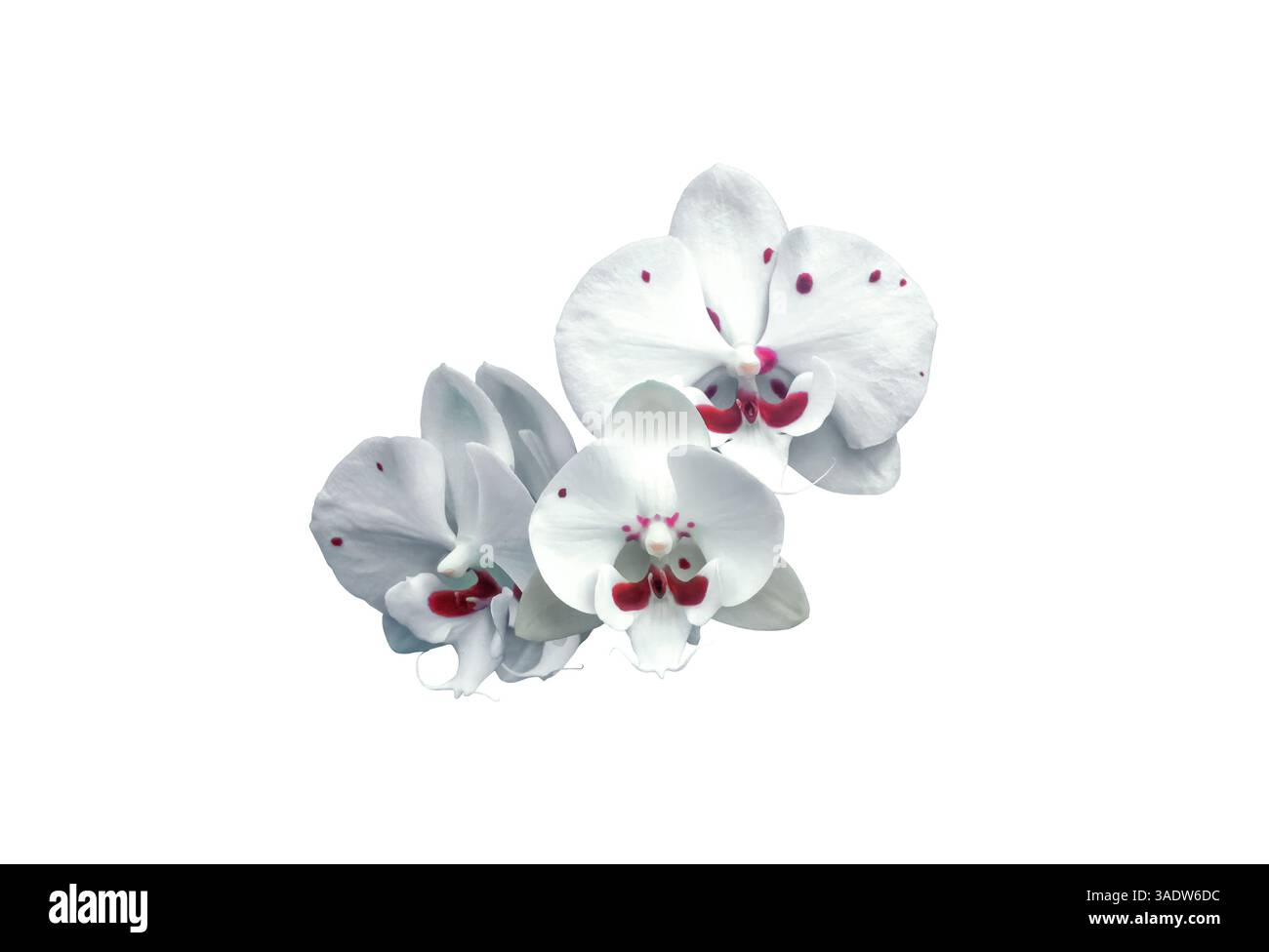 Weiße Orchideen mit Weinflecken isoliert auf weißem Hintergrund. Phalaenopsis Allura „Charlie Chaplin“ mit kastanienfarbenen Flecken wachsen drei ausgeschnittene Blüten. Cultiva Stockfoto