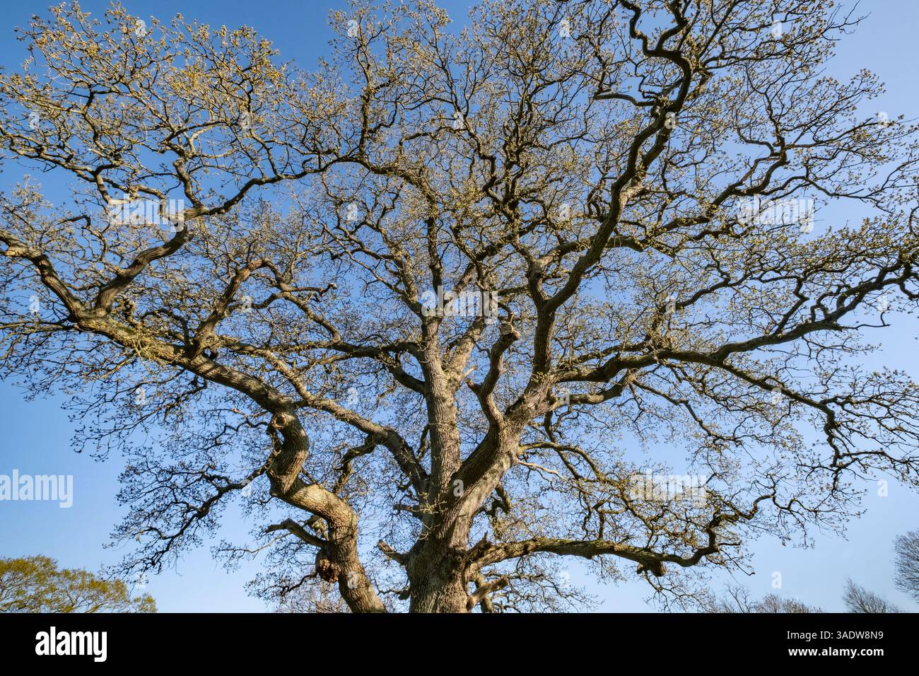 Die Äste und der Stamm der großen Eiche mit ihrem neuen Wachstum im Frühlingssonnenlicht, Worcestershire, England. Stockfoto