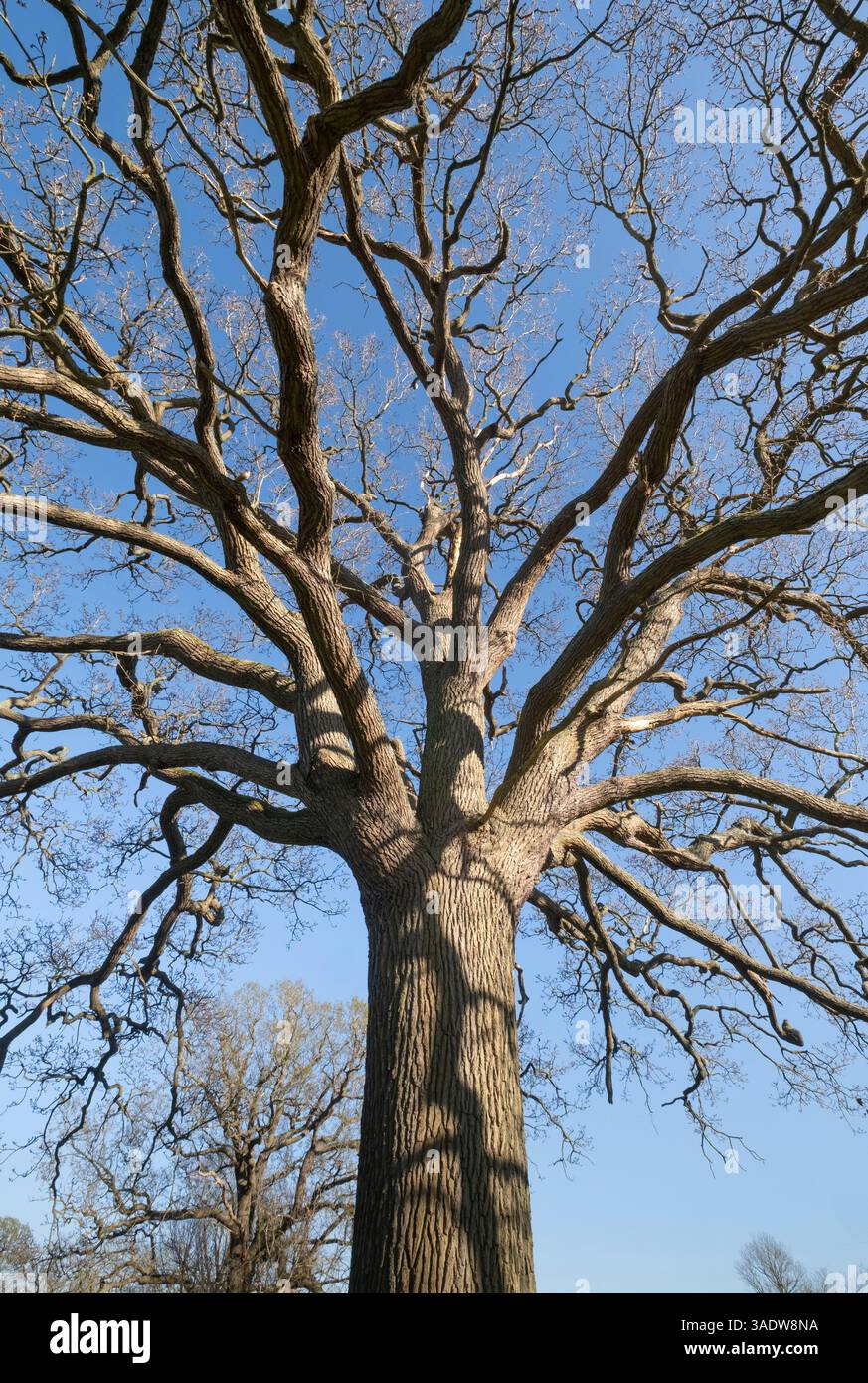 Die Äste und der Stamm der großen Eiche mit ihrem neuen Wachstum im Frühlingssonnenlicht, Worcestershire, England. Stockfoto