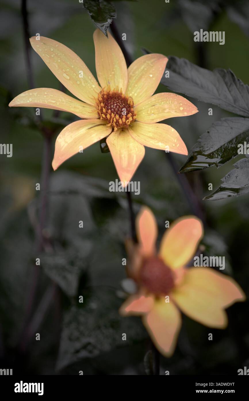 Nahaufnahme von hellgelben Gartenblumen mit einer defokussierten, norfolk, england Stockfoto