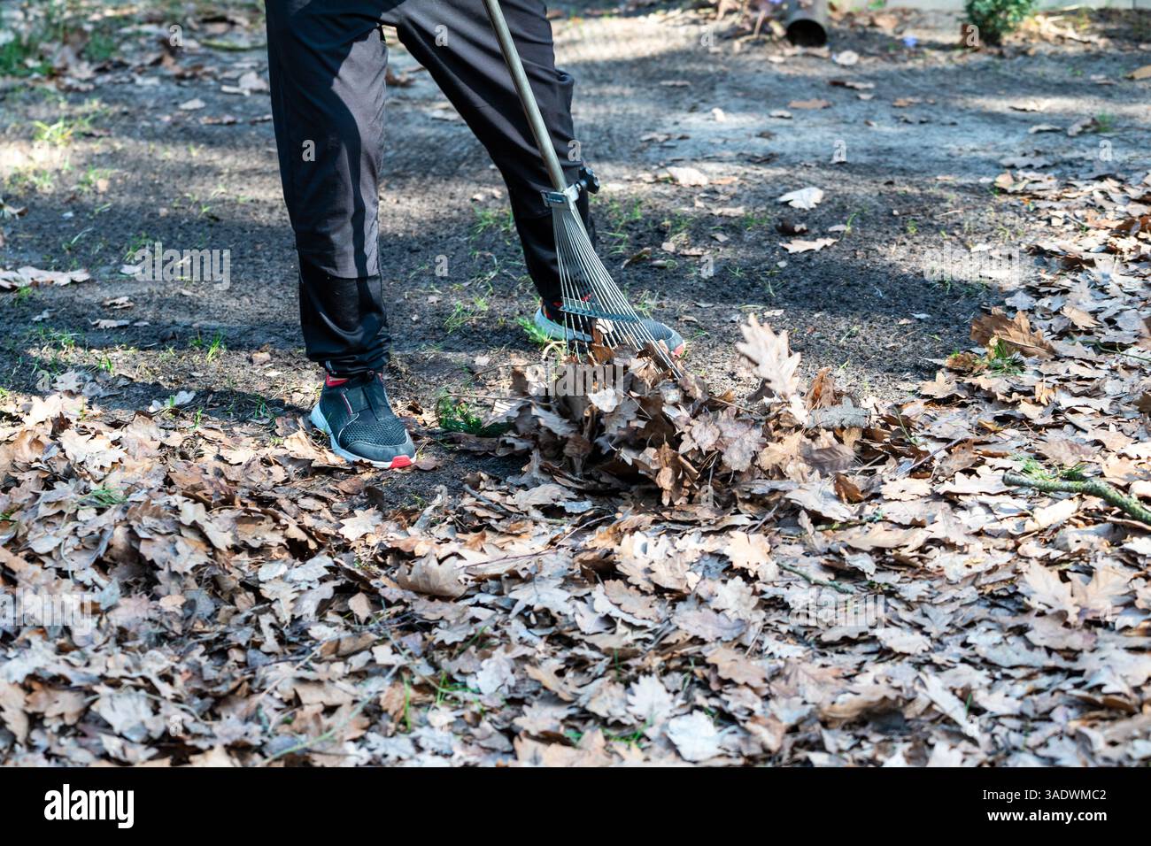 Person, die nach dem Winter im Frühjahr alte Blätter vom Rasen mit einem Rechen reinigt Stockfoto