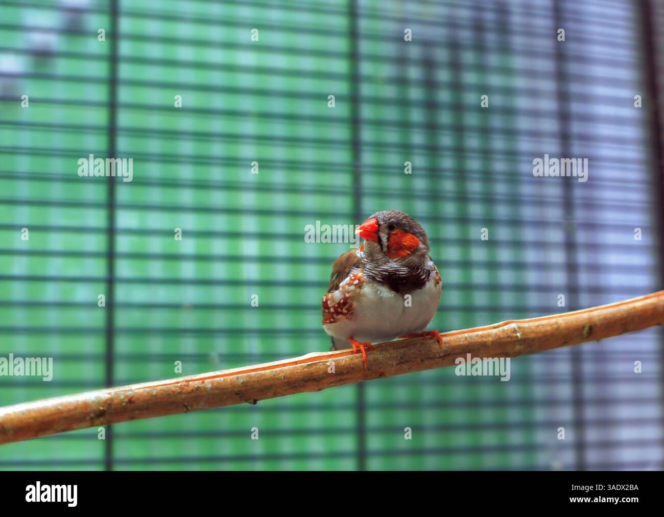 Sunda Zebra finch kleiner Vogel, der auf Barsch im Käfig sitzt. Taeniopygia guttata kleiner grauer Vogel im Vogelkäfig. Süße graue Finken mit orangefarbenem Schnabel pe Stockfoto