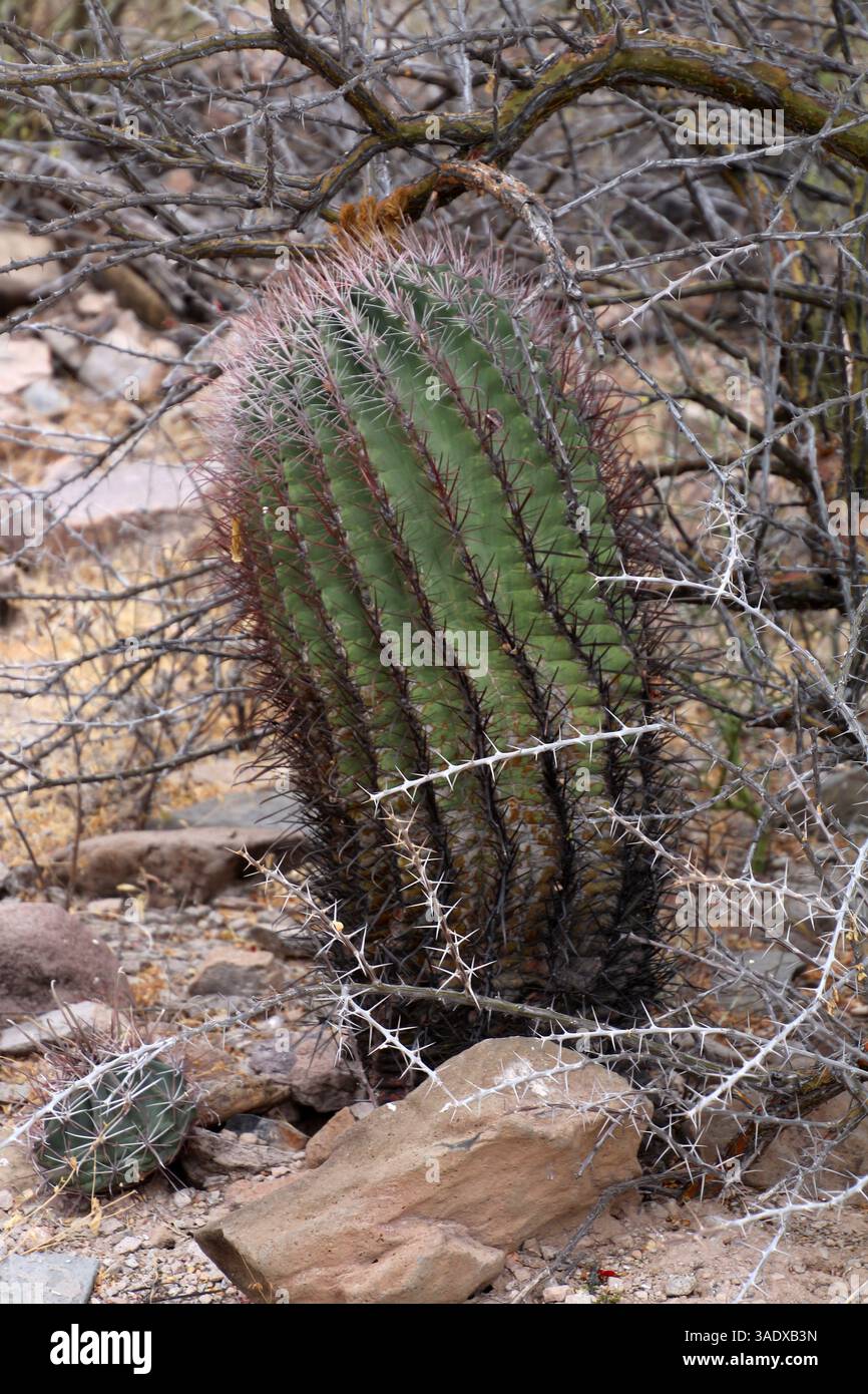 Der Stuhl der Schwiegermutter Cactus Echinocactus grusonii aus nächster Nähe in der Halbwüstenlandschaft von Baja California Sur, Mexiko Stockfoto